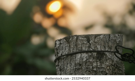 A close-up of a weathered tree stump with a wire wrapped around it, set against a blurred background of trees and the soft glow of the setting sun. A tranquil, rustic outdoor scene. - Powered by Shutterstock