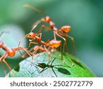 Close-up of weaver ants (Oecophylla smaragdina), weaver ants or rangrang ants, macro swarms of weaver ants in a green foliage