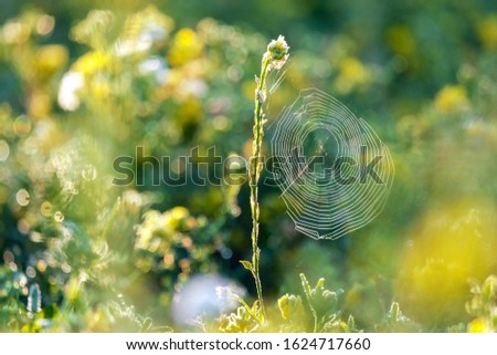 Similar – Image, Stock Photo dandelion Dandelion Flower