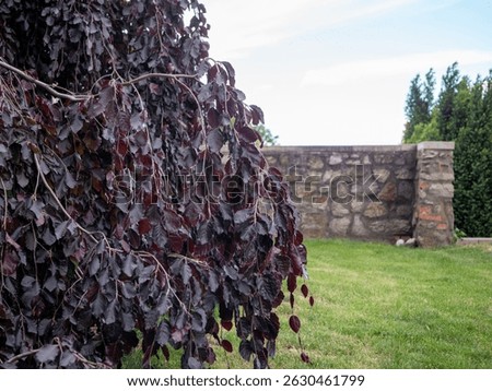 Close-up of a weeping copper beech tree (Fagus sylvatica 'Purpurea Pendula') with dark purple leaves in a garden, next to a stone wall and trimmed lawn.