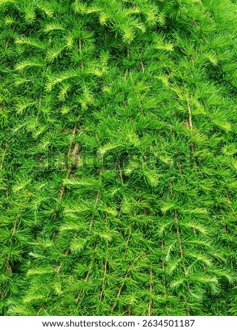 Closeup of weeping Japanese larch (binomial name: Larix kaempferi ‘Pendula’), a deciduous conifer that loses its needles in autumn, in a botanical garden on a spring day in northeastern Illinois, USA