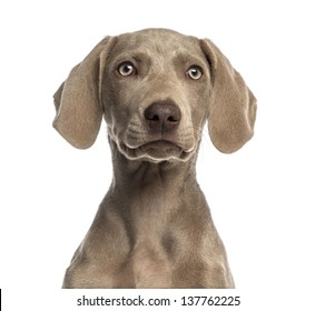 Close-up of a Weimaraner puppy facing, 2,5 months old, isolated on white - Powered by Shutterstock