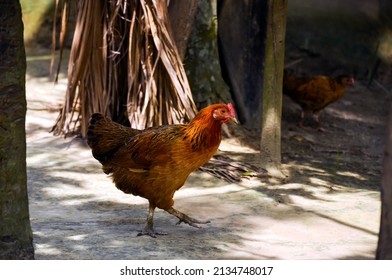 Closeup of welsummer chicken, a domestic chicken walking on the back yard. Rooster, ayam kampong r hens searching for food in yard of rural village.