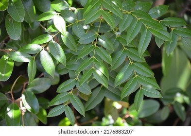 Close-up Of West Indian Mahogany (Swietenia Mahagoni) In The Florida Keys.