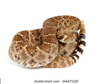 Closeup Western Diamondback Rattlesnake Crotalus Atrox Stock Photo ...