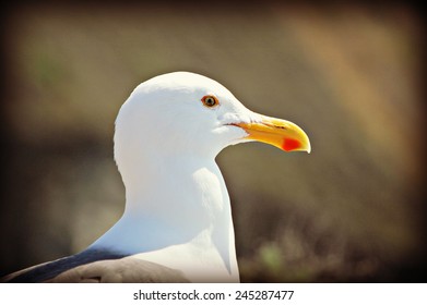 Closeup Of A Western Gull