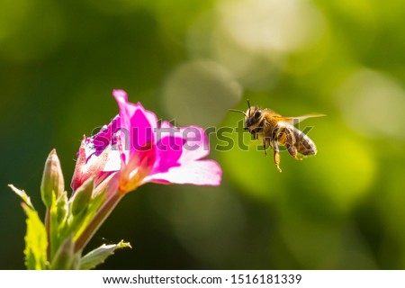 Closeup of a western honey bee or European honey bee (Apis mellifera) feeding nectar of pink great hairy willowherb Epilobium hirsutum flowers 