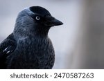 Close-up of a western jackdaw, corvus monedula, eurasian jackdaw