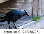 Close-up of a western jackdaw, corvus monedula, eurasian jackdaw