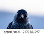 Close-up of a western jackdaw, corvus monedula, eurasian jackdaw