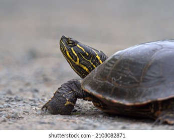 A close-up of a Western Painted Turtle walking on a gravel or dirt path.