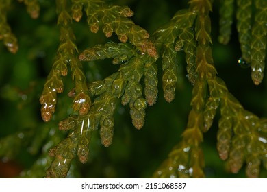 A Closeup Of A Western Redcedar Tree Branch Covered With Water Droplets