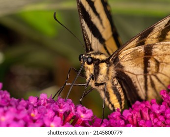 close-up of a western tiger swallowtail, butterfly, (Papilio rutulus) using its long proboscis to drink nectar from the flower of a butterfly bush (Buddleia davidii) - Powered by Shutterstock