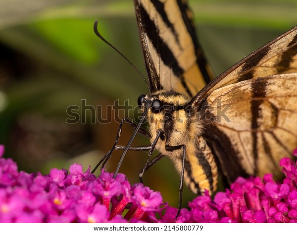 close-up of a western tiger\
swallowtail, butterfly, (Papilio rutulus) using its long proboscis\
to drink nectar from the flower of a butterfly bush (Buddleia\
davidii)