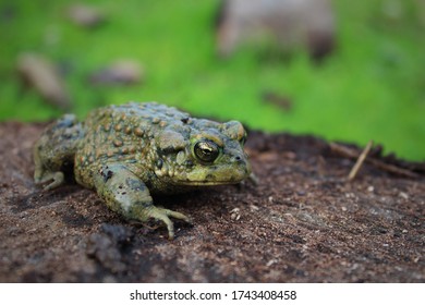 Closeup Of Western Toad On Log