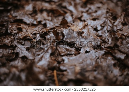 Similar – Image, Stock Photo Forest floor Lichens Pine cones