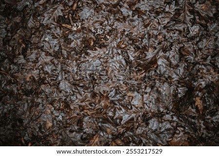 Similar – Image, Stock Photo Forest floor Lichens Pine cones