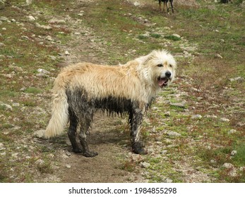 A Closeup Of A Wet Dirty Dog In A Field Under The Sunlight With A Blurry Background