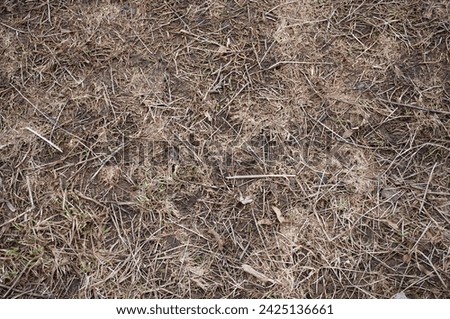 Closeup of wet dirty lawn covered with withered grass