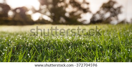 Closeup of wet grass with dew drops with blurred trees in the background in the morning. Shallow depth of field.