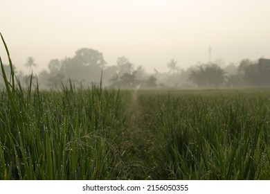 A closeup of the wet grass in the field against the foggy trees and sky  Selected focus 