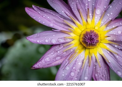 Close-up Of Wet Pink Waterlily Flower