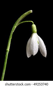 Close-up Of Wet Snow Drop Flower Or Spring Flower