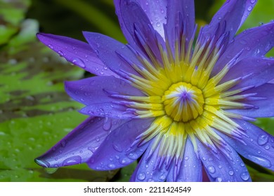 Close-up Of Wet Waterlily Flower