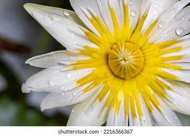 Close-up Of Wet White Waterlily Flower