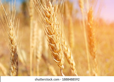 Closeup Wheat Field In Harvest Season With Sunlight