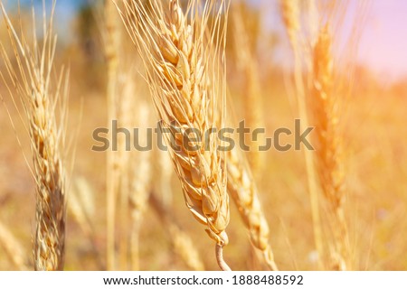 Closeup wheat field in harvest season with sunlight