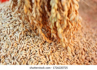 Closeup Of Wheat Grains Falling, The Process Of Harvesting Organic Crops