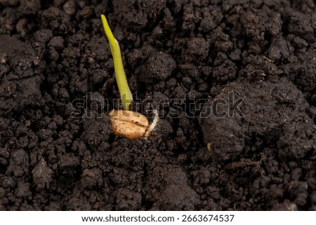 Closeup of wheat seed kernel germination in soil. Agriculture, agronomy and farming concept.