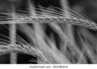 Closeup of wheat spikes. Agriculture. Black and white.  - Powered by Shutterstock