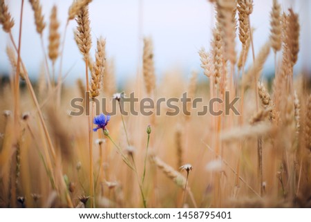 Closeup of a wheatfield with a blue cornfield flower.