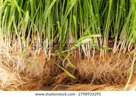 Close-up of wheatgrass roots, stems and germinating seeds, perfect for biology, hydroponics, agriculture, plant growth, seedling and scientific farming concepts
