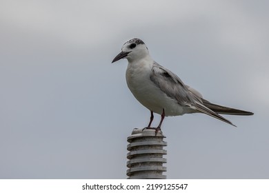 Close-up Of Whiskered Tern Bird