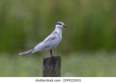 Close-up Of Whiskered Tern Bird