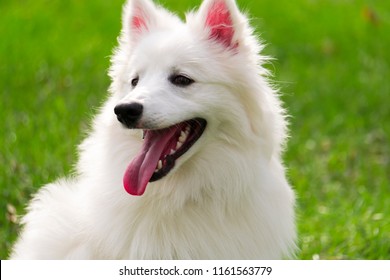 closeup white american eskimo dog is smiling