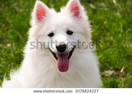 closeup white american eskimo dog is smiling