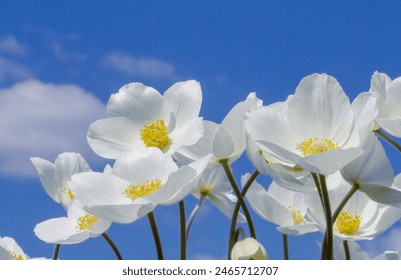 Close-up of white anemone flowers against a bright blue sky, capturing the essence of springtime - Powered by Shutterstock