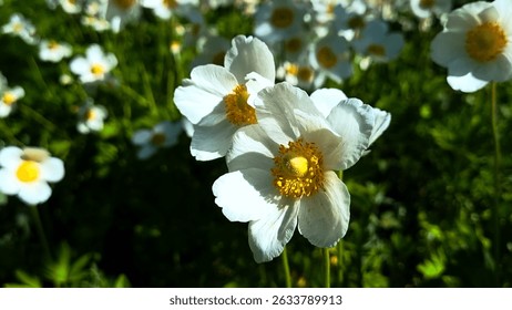 Close-up of white anemone flowers with yellow centers in a sunlit garden.