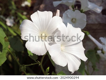Closeup of white annual mallow flowers, Derbyshire England