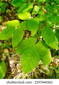 Closeup Of White Ash (Fraxinus Americana) Leaves At Pretty River Valley During Summer