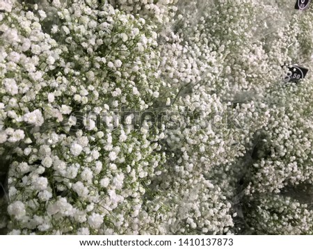 Closeup of white babies breath flowers also known as Gypsum flowers