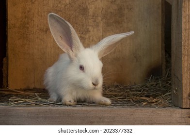 Close-up Of A White Baby Rabbit In A Wooden Enclosure