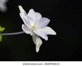 Closeup of white bigleaf hydrangea flower