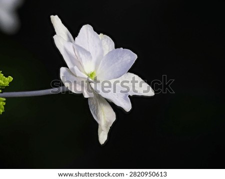 Closeup of white bigleaf hydrangea flower