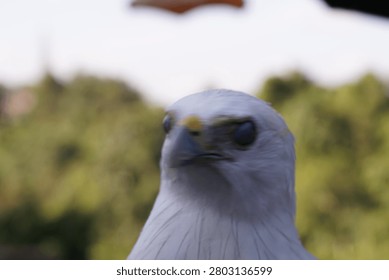 Close-up of a white bird of prey with a sharp gaze outdoors.