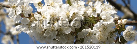 Similar – White apple blossoms in front of a blue sky